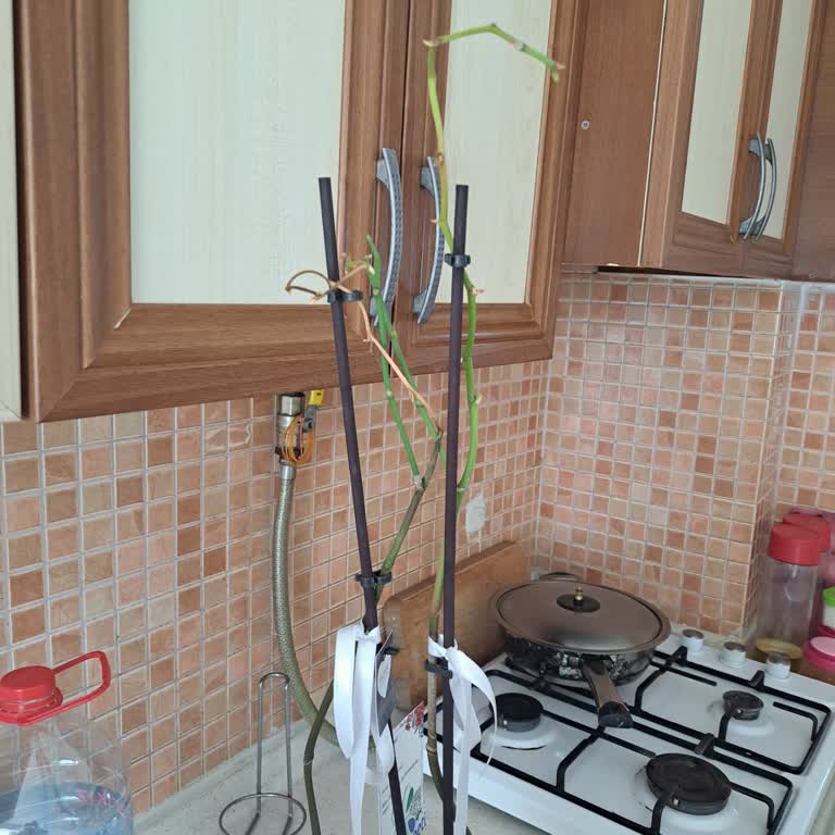 Çürümüş Orkide Ve Kusurlu Teslimat Mağduriyetim