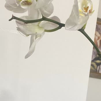 Kırık Ve Kurumuş Çiçek, Sıfır Müşteri Hizmeti!