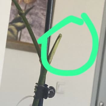 Kırık Ve Kurumuş Çiçek, Sıfır Müşteri Hizmeti!