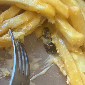 Yemeksepeti Siparişimde Hamam Böceği Çıkması Ve Yetersiz Çözüm!