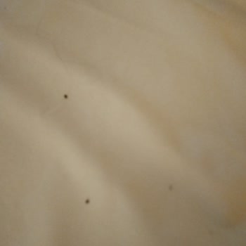 Limak Limra Otel’de Güvenlik Ve Temizlikte Ciddi İhmaller: Misafir Güvenliği Ve Memnuniyeti Tehlikede