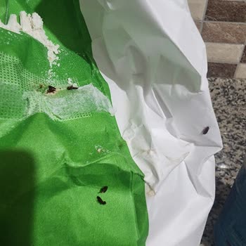 Migros Sanal Marketten Aldığım Unun İçinden Böcek Çıktı Müşteri Hizmetlerine Ulaşamıyorum