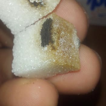 Bal Küpü Şekerlerinde Yabancı Madde Şoku!