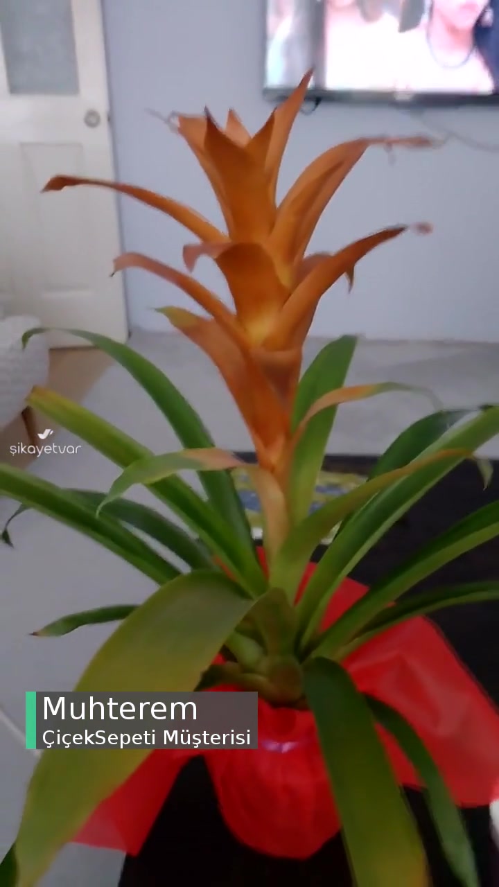 ÇiçekSepeti Gönderilen Çürük Çiçek! videonun kapak resmi