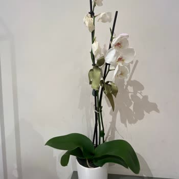 Ezilmiş Ve Yaprakları Dökülmüş Orkideye Çözüm Bulunmadı