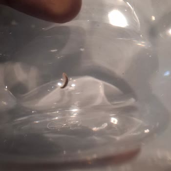 Damacana Suyun İçinde Böcek Çıktı, Hijyen Ve Sağlık Riski Endişesi