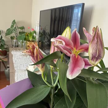 Görseldeki Ürünle Alakasız Ve Kalitesiz Çiçek Gönderimi