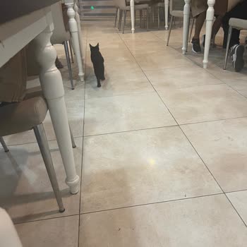 Otel Restoranında Hijyen Sorunu Ve İlgisiz Yönetim Nedeniyle Mağduriyet Yaşadım