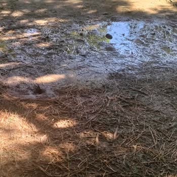 Orhangazi Şehir Parkı’nda Sürekli Çamur Sorunu Ve İlgisiz Yönetim Nedeniyle Yaşanan Mağduriyet