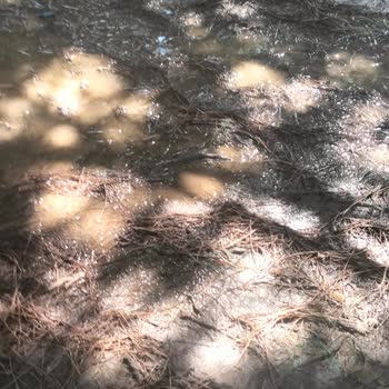 Orhangazi Şehir Parkı’nda Sürekli Çamur Sorunu Ve İlgisiz Yönetim Nedeniyle Yaşanan Mağduriyet