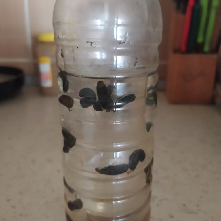 Sülük İstanbul (Suluk_istanbul) Sülükler Asla Tutmadı