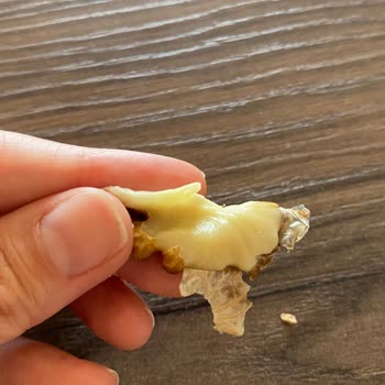 Taze Diye Aldığım Ceviz Bayat Çıktı, İade Ve Çözüm Bekliyorum