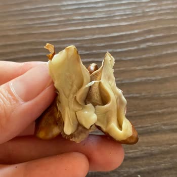 Taze Diye Aldığım Ceviz Bayat Çıktı, İade Ve Çözüm Bekliyorum