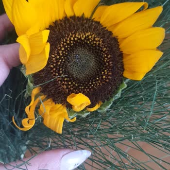 Hızlı Çiçek | Hizlicicek.com Solmuş ve Beklemiş Çiçek Teslimatı, Belirsiz Değişim Süreci