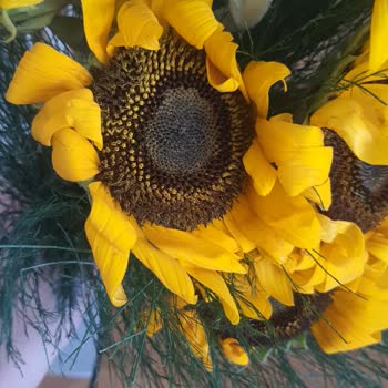 Hızlı Çiçek | Hizlicicek.com Solmuş ve Beklemiş Çiçek Teslimatı, Belirsiz Değişim Süreci