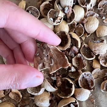 Cergibozanlar Marketler Zinciri Aldığım Cevizlerin Kurtlu Ve Çürük Çıkması
