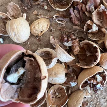 Cergibozanlar Marketler Zinciri Aldığım Cevizlerin Kurtlu Ve Çürük Çıkması