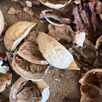 Cergibozanlar Marketler Zinciri Aldığım Cevizlerin Kurtlu Ve Çürük Çıkması