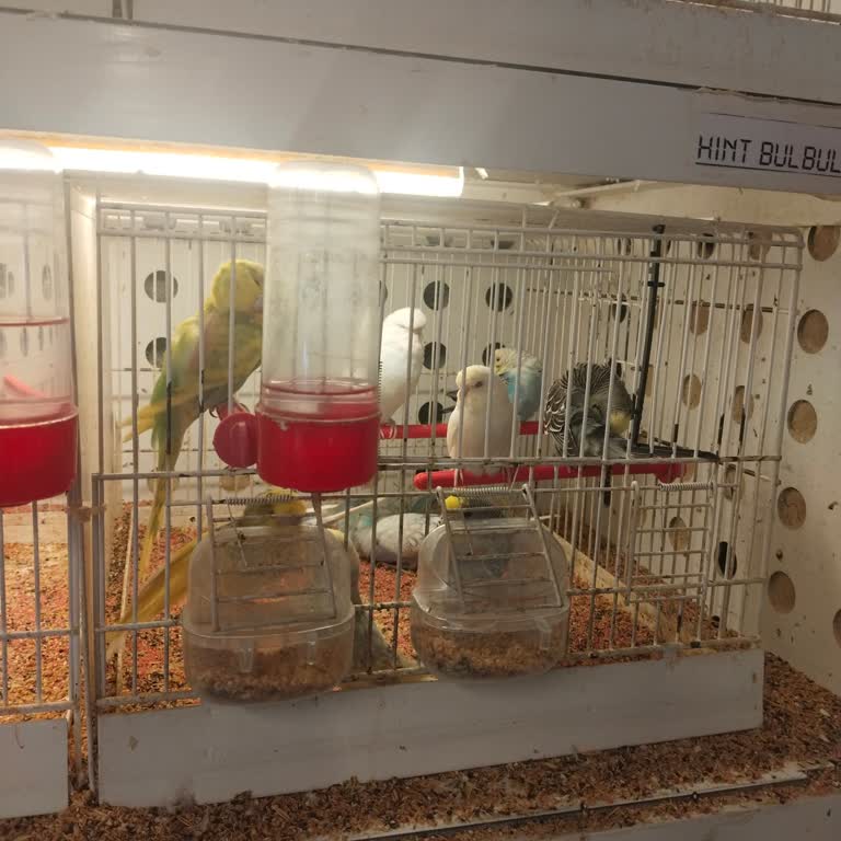 Petshopta Kuşların Aç Bırakılması Ve Çalışanların Kaba Tavrı