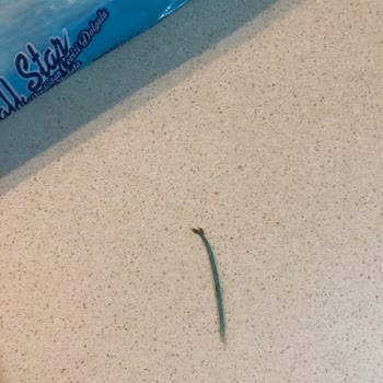 Çikolatanın İçinden Çıkan Plastik Parça Hijyen Endişesi Yarattı