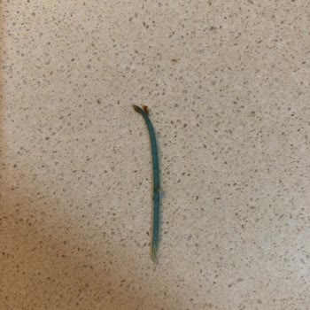 Çikolatanın İçinden Çıkan Plastik Parça Hijyen Endişesi Yarattı