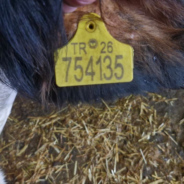 TARSİM Hayvan Sigortası Hasar Başvurum Haksız Yere Reddedildi, Mağduriyetim Giderilmiyor