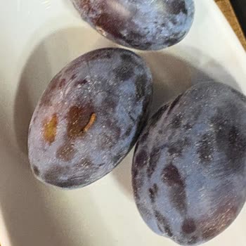 Künefede Çıkan Kurt Sonrası Yaşadığım Hayal Kırıklığı