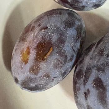 Künefede Çıkan Kurt Sonrası Yaşadığım Hayal Kırıklığı