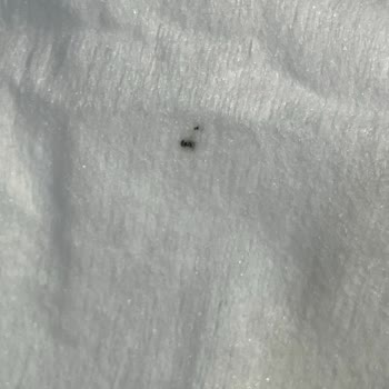 Yüzey Temizlik Havlusunda Siyah Leke Şoku