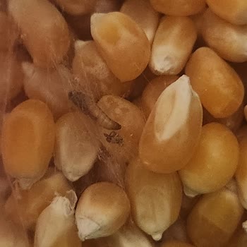 Migros’tan Alınan Patlatmalık Mısırların Kurtlanmış Çıkması Sağlığımızı Tehdit Ediyor