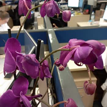 Solmuş Orkide Teslimatı Ve Yetersiz Çözüm