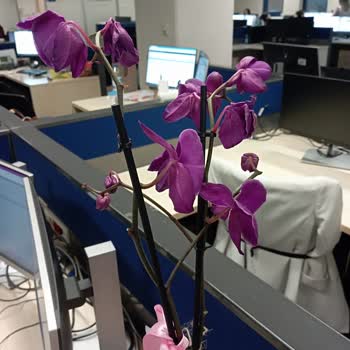 Solmuş Orkide Teslimatı Ve Yetersiz Çözüm