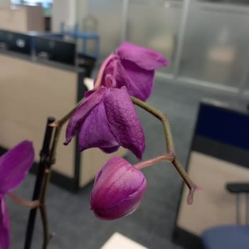 Solmuş Orkide Teslimatı Ve Yetersiz Çözüm