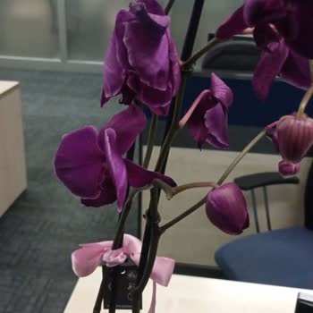 Solmuş Orkide Teslimatı Ve Yetersiz Çözüm