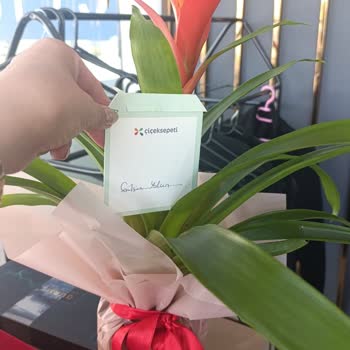 Çiçek Sepeti Solmuş Çiçek Ve Yanlış Saksı Gönderdi Para İadesi İstiyorum