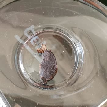 Foreign Object in Nestle Nesquik Strawberry Squares