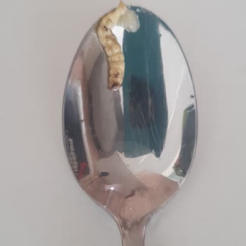 Duru Bulgur Aldığım Haşlanmış Mısır Paketinden Yabancı Cisim Çıkması Ve Ürün İadesi Talebi