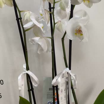 Siparişimde Solmuş Orkide Teslimatı Ve Yetersiz Çözüm