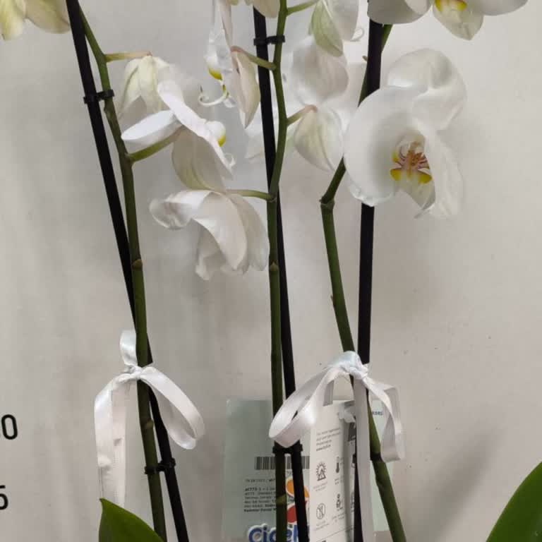 Siparişimde Solmuş Orkide Teslimatı Ve Yetersiz Çözüm