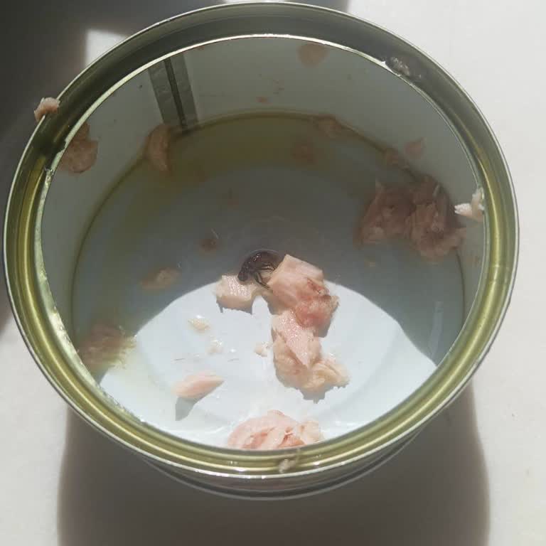 Aldığım Ton Balığının İçinden Sinek Çıktı, Hijyen Konusunda Endişeliyim