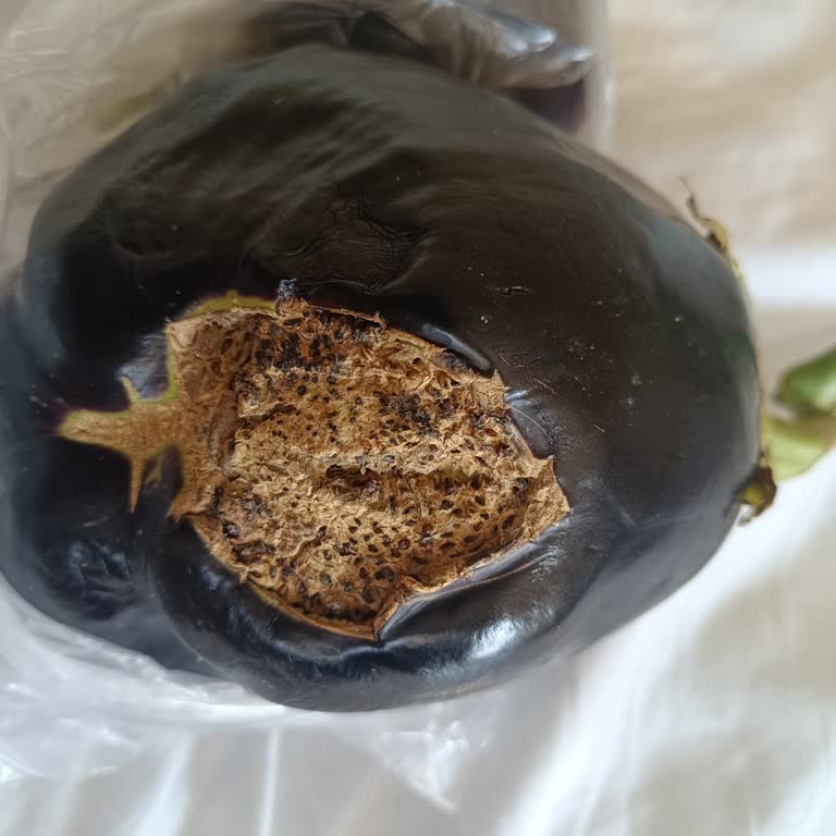 Çürük Patlıcanlarla Gelen Hayal Kırıklığı Ve Tekrarlayan Sorun