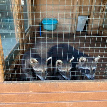 Hayvanat Bahçesinde Bakımsızlık Ve Kötü Koku Hayal Kırıklığı Yarattı