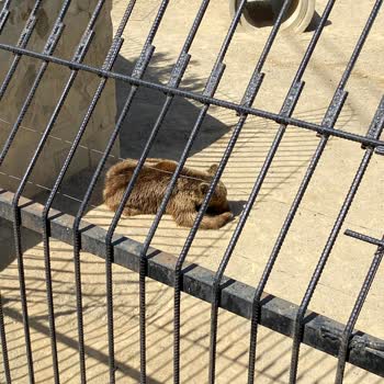 Hayvanat Bahçesinde Bakımsızlık Ve Kötü Koku Hayal Kırıklığı Yarattı