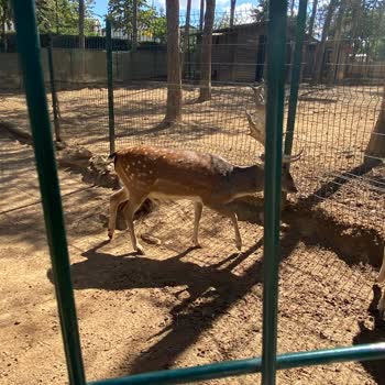 Hayvanat Bahçesinde Bakımsızlık Ve Kötü Koku Hayal Kırıklığı Yarattı