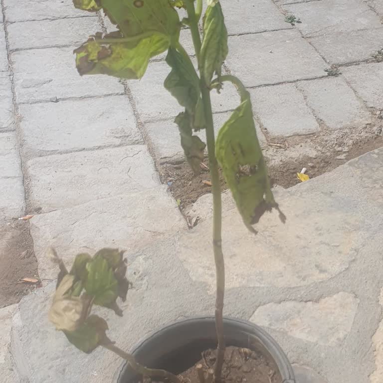 Sipariş Verdiğim Fidanlar Görsellerle Uyuşmuyor, Firma İletişime Geçmiyor