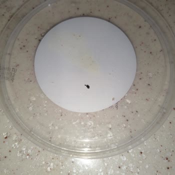 Donuk Kelle Paça Ürününden Böcek Çıkması Nedeniyle Hayal Kırıklığı Ve Endişe Yaşadım