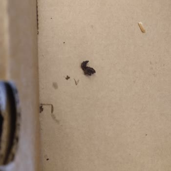 Lahmacunda Hamam Böceği: Hijyen Sorunu Ve Yetersiz Çözüm