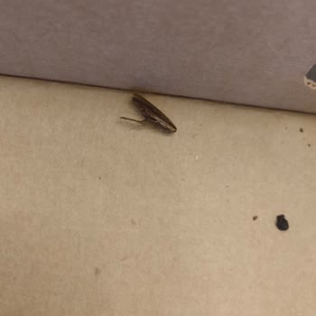 Lahmacunda Hamam Böceği: Hijyen Sorunu Ve Yetersiz Çözüm