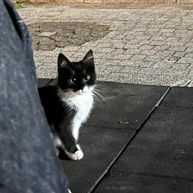 Ümraniye Hayvan Barınağı Şikayeti