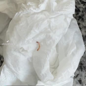 OG Store Bebek Ürününden Kurt Çıktı